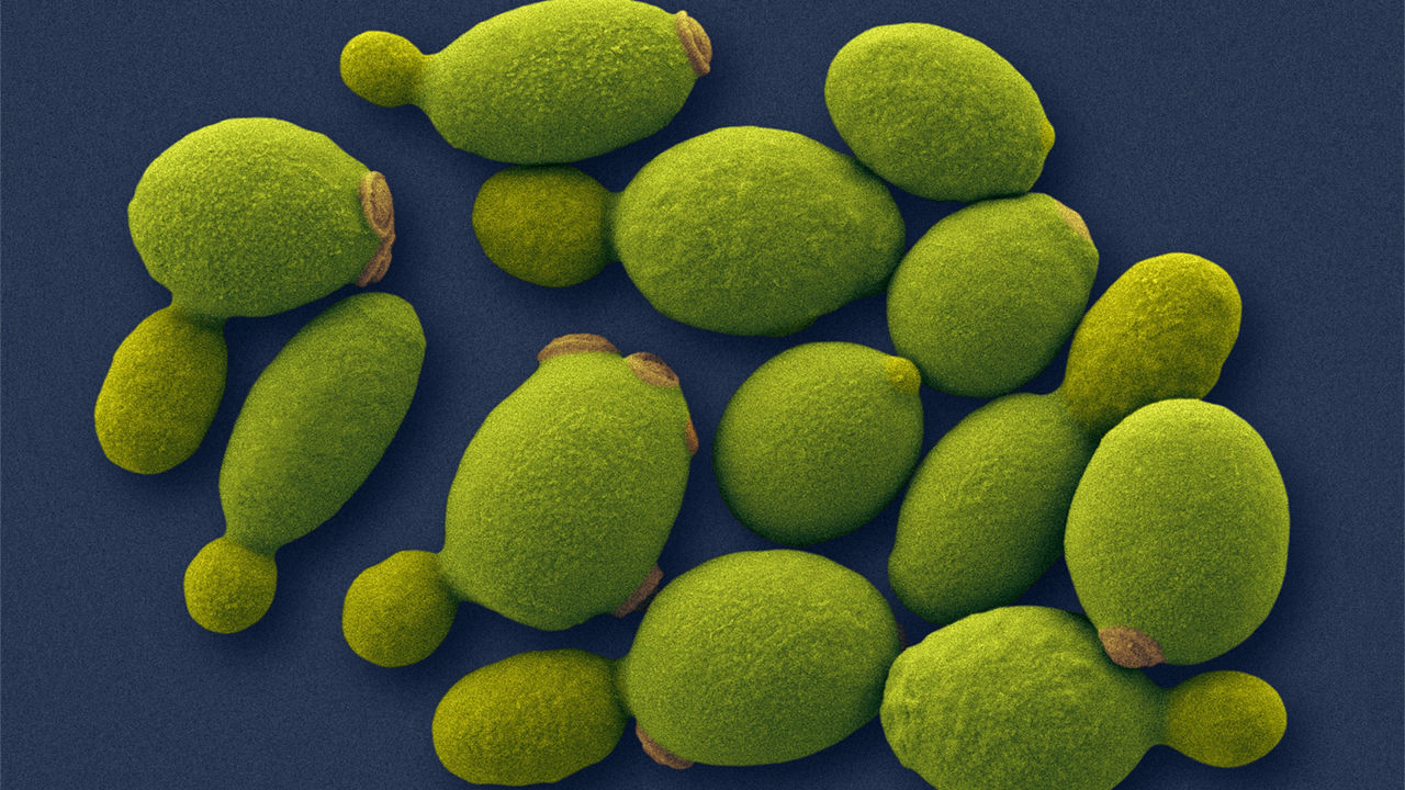 Представитель Семейства Pichiaceae